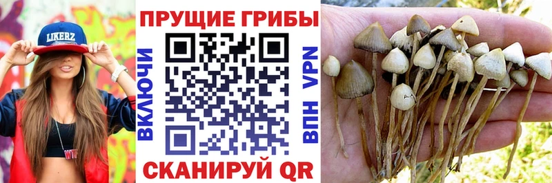 Псилоцибиновые грибы GOLDEN TEACHER  Усмань 
